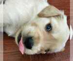 Small Photo #11 Golden Retriever Puppy For Sale in INDIANAPOLIS, IN, USA