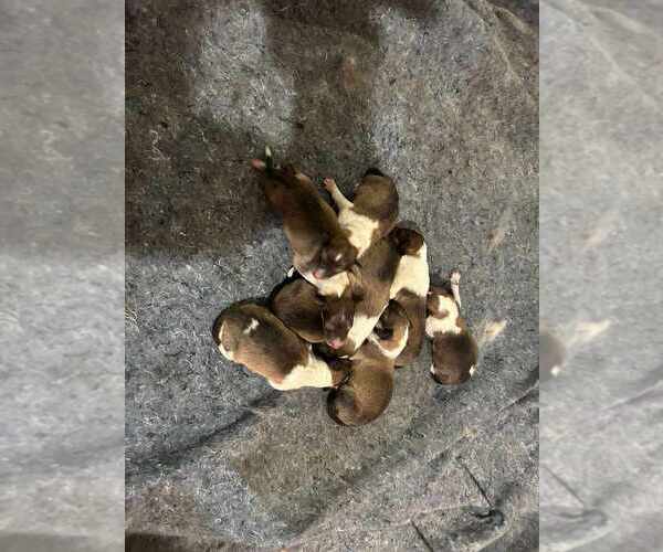 Medium Photo #2 Collie Puppy For Sale in HIGH POINT, NC, USA