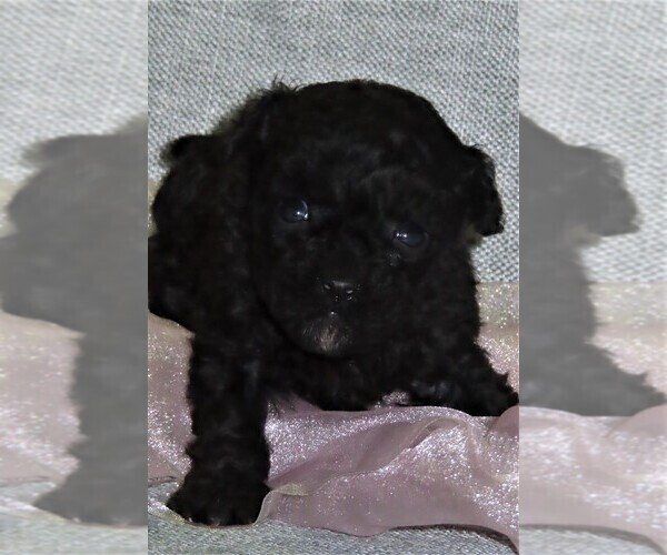 Medium Photo #5 Poodle (Miniature) Puppy For Sale in MEMPHIS, MO, USA
