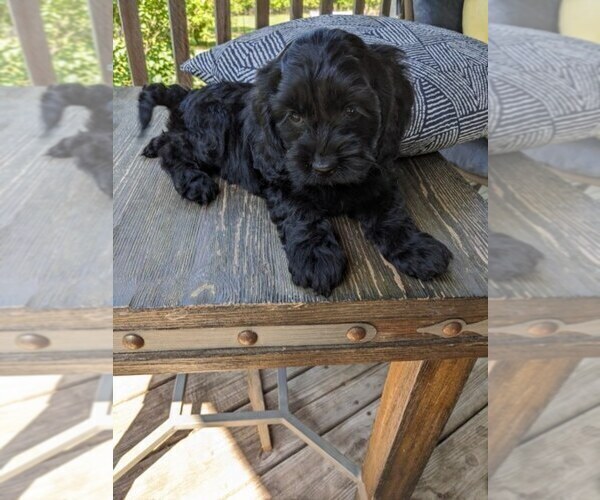 Medium Photo #6 Cock-A-Poo Puppy For Sale in SALEM, MO, USA
