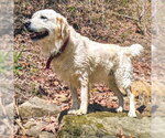 Small #3 Golden Retriever Mix