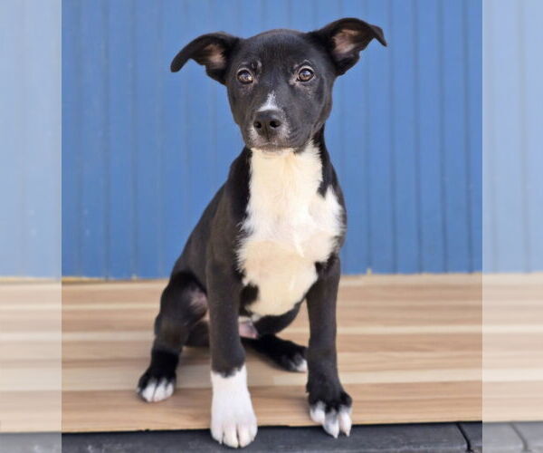 Medium Photo #5 German Shepherd Dog-Unknown Mix Puppy For Sale in Lakewood, CO, USA