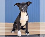 Small #4 German Shepherd Dog Mix