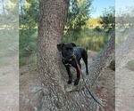 Small #10 Labrador Retriever Mix