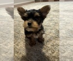 Litter of 4 - Male(s) and Female(s) Yorkshire TerrierLitter of Puppies for Sale - Photo #3