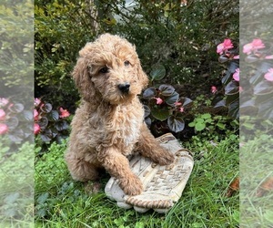 Cockapoo Puppy for sale in MIDDLEBURY, IN, USA