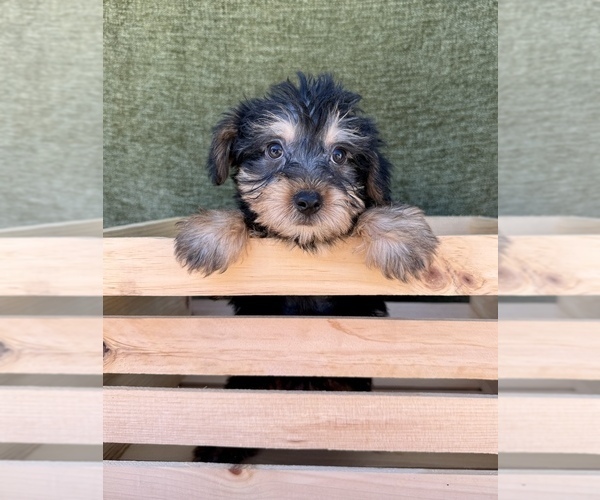 Medium Photo #7 Yorkshire Terrier Puppy For Sale in OCALA, FL, USA