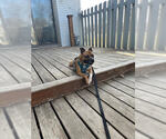 Small #4 Boxer-Staffordshire Bull Terrier Mix