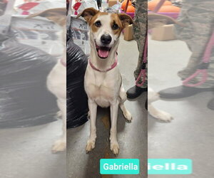 Gabriella - Female Retriever -Unknown Mix Dog for Adoption - Photo #2