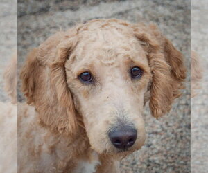 Golden Retriever-Unknown Mix Dogs for adoption in Huntley, IL, USA