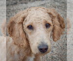 Meyers - Male Golden Retriever-Unknown Mix Dog for Adoption - Small photo