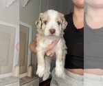 Puppy Santa Aussiedoodle Miniature 