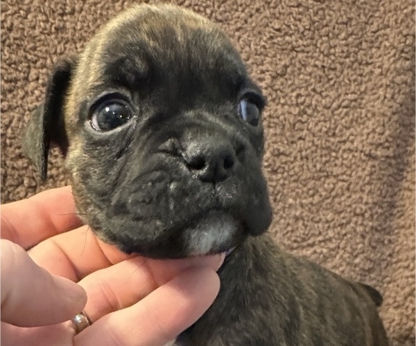 Medium Photo #7 Boxer Puppy For Sale in LANSING, MI, USA
