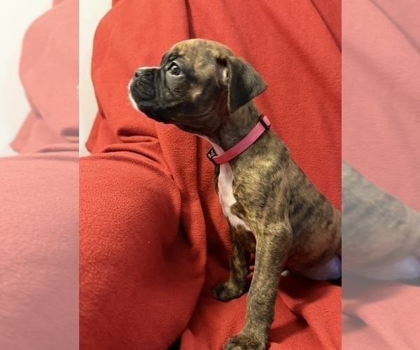 Medium Photo #15 Boxer Puppy For Sale in LANSING, MI, USA