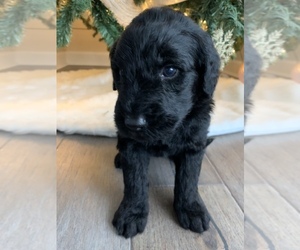 Goldendoodle Puppy for sale in O FALLON, MO, USA