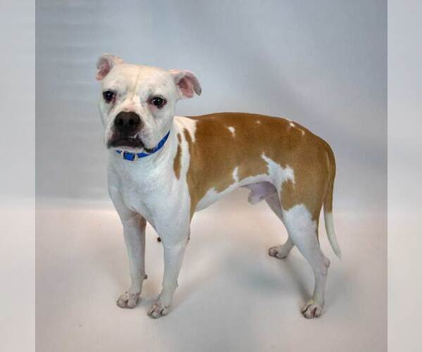 Medium Photo #3 Boxer-Unknown Mix Puppy For Sale in Kennesaw, GA, USA