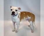 Small #2 Boxer Mix