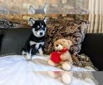 Small Photo #12 Siberian Husky Puppy For Sale in WILDOMAR, CA, USA