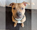 Small #8 American Pit Bull Terrier Mix