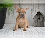 Image preview for Ad Listing. Nickname: Buster