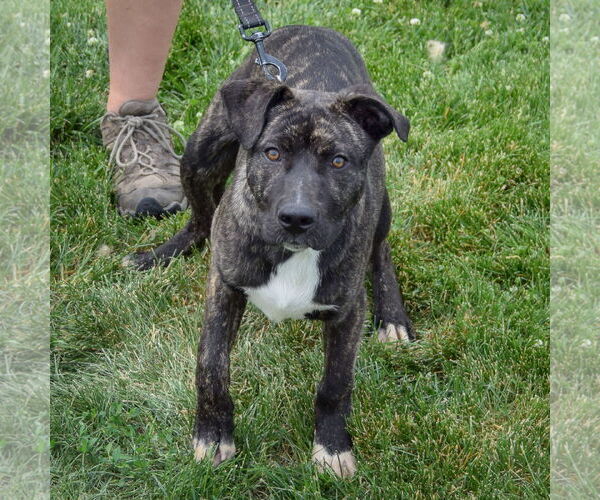 Medium Photo #4 American Staffordshire Terrier-Boxer Mix Puppy For Sale in Huntley, IL, USA
