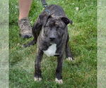 Small #3 American Staffordshire Terrier-Boxer Mix