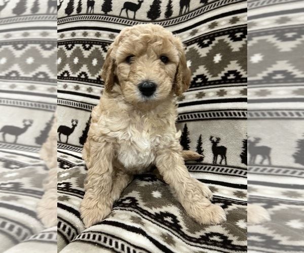 Medium Photo #4 Goldendoodle Puppy For Sale in LOWVILLE, NY, USA