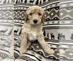 Puppy Peppermint Goldendoodle