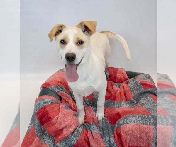 Medium Photo #4 Labrador Retriever-Unknown Mix Puppy For Sale in Kennesaw, GA, USA