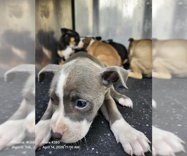 Medium Photo #1 American Staffordshire Terrier-Unknown Mix Puppy For Sale in San Antonio, TX, USA