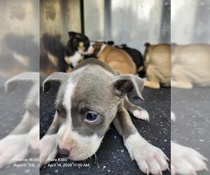 American Staffordshire Terrier-Unknown Mix Dogs for adoption in San Antonio, TX, USA