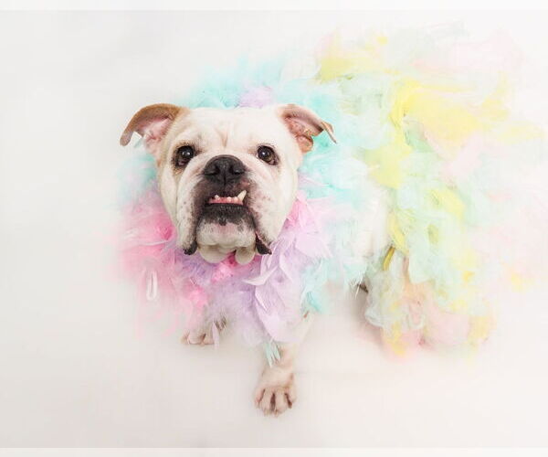 Medium Photo #2 Olde Bulldog Puppy For Sale in phoenix, AZ, USA