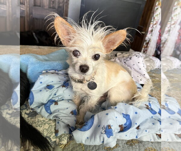 Medium Photo #2 Malchi Puppy For Sale in Albuquerque, NM, USA