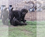 Puppy Hunter Goldendoodle