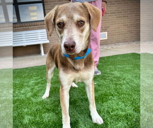 Mutt Dogs for adoption in Canton, CT, USA