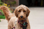 Small Photo #3 Goldendoodle Puppy For Sale in WOLCOTT, IN, USA