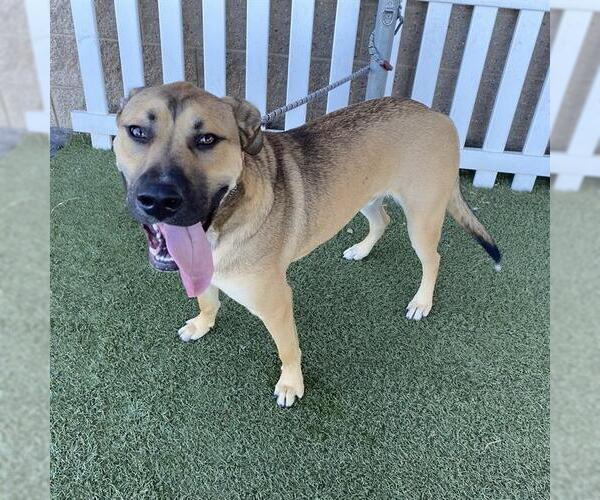 Medium Photo #1 German Shepherd Dog-Unknown Mix Puppy For Sale in Modesto, CA, USA