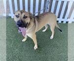BRAVO - Male German Shepherd Dog-Unknown Mix Dog for Adoption - Small photo