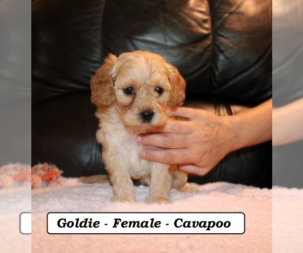 Medium Photo #4 Cavapoo (Miniature) Puppy For Sale in CLARKRANGE, TN, USA