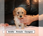 Small #3 Cavapoo (Miniature)