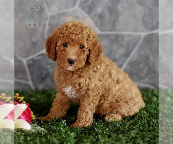 Medium Photo #4 Poodle (Miniature) Puppy For Sale in MILL HALL, PA, USA