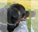 Small #15 Rottweiler