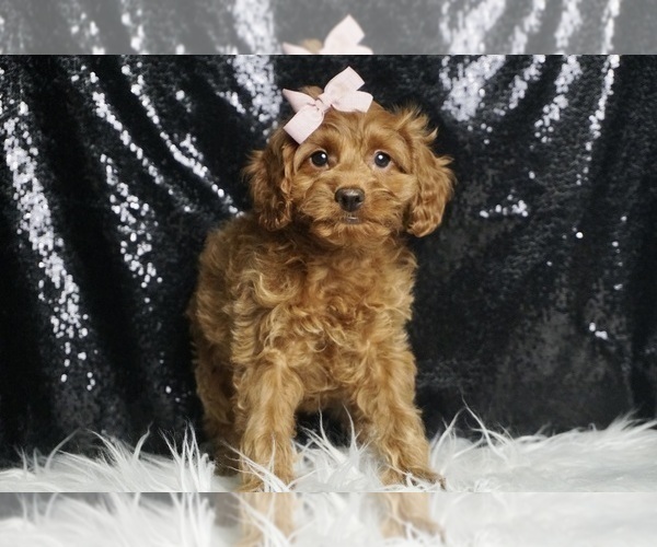 Medium Photo #40 Cavapoo Puppy For Sale in WARSAW, IN, USA