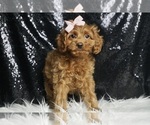 Small Photo #40 Cavapoo Puppy For Sale in WARSAW, IN, USA
