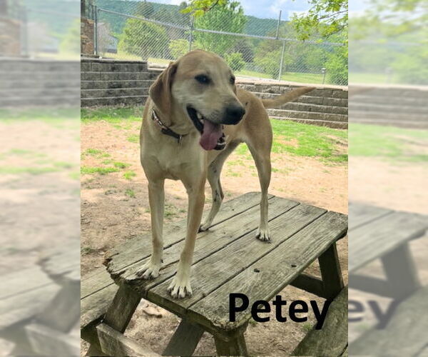 Medium Photo #4 Coonhound-Unknown Mix Puppy For Sale in Mountain View, AR, USA