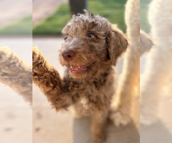 Medium Photo #11 Poodle (Standard) Puppy For Sale in APACHE JUNCTION, AZ, USA
