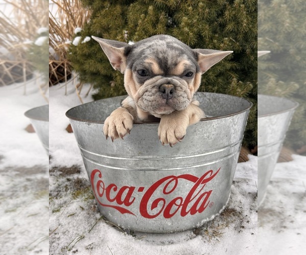 Medium Photo #2 French Bulldog Puppy For Sale in MIDDLEBURY, IN, USA