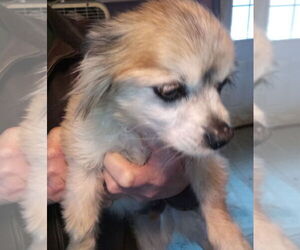 Markie - Male Cheeks Dog for Adoption - Photo #3