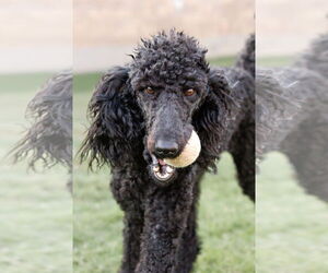 Poodle (Standard) Dogs for adoption in McKinney, TX, USA