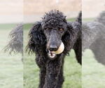 Small Poodle (Standard)